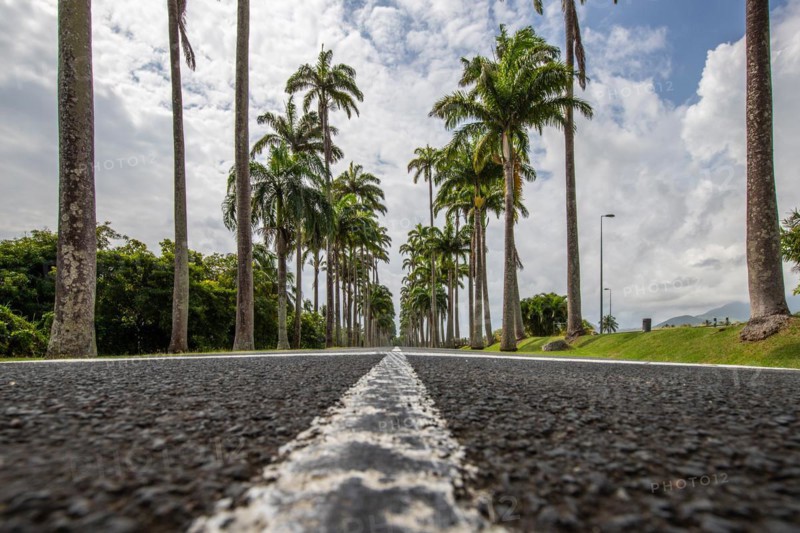 The famous palm avenue l'Allee Dumanoir. Landscape shot from the centre of the street into the avenue. Taken on a changeable day on Grand Terre, Guadeloupe, Caribbean, North America