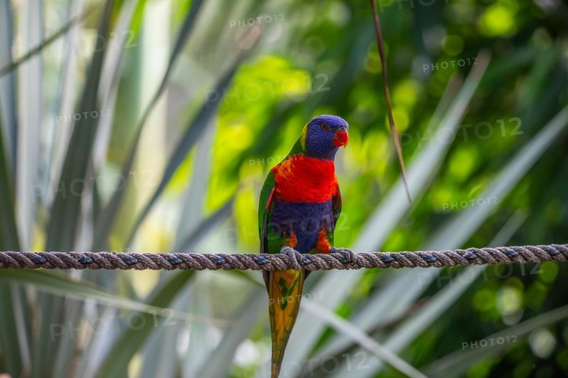 Portrait of a loris, parrot. Beautiful shot of the animals in the forest on Guadeloupe, Caribbean, French Antilles