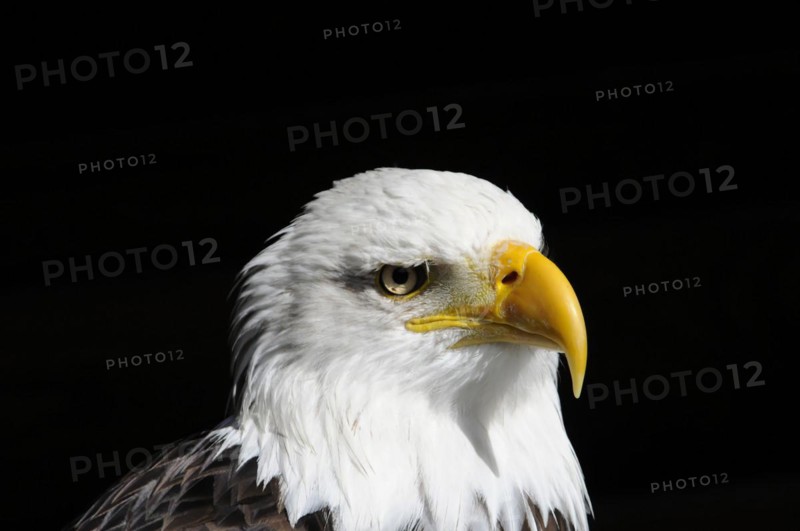 Bald eagle, Haliaeetus leucocephalus, side profile of a bald eagle with dark background, visible details, captive, Fuerstenfeld Monastery, Fuerstenfeldbruck, Bavaria, Germany, Europe