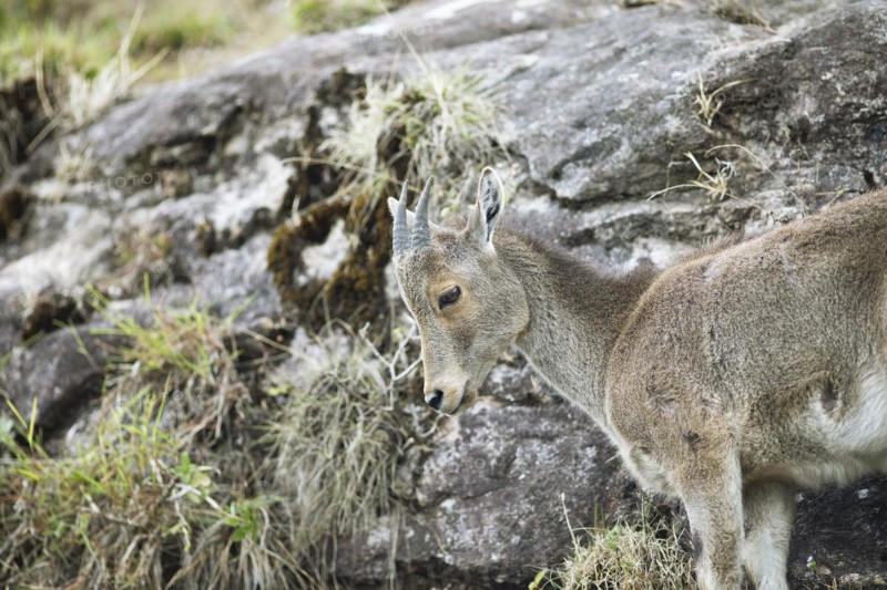 Nilgiri tahr (Nilgiritragus hylocrius, until 2005 Hemitragus hylocrius) or endemic goat species in Eravikulam National Park, juvenile, Kannan Devan Hills, Munnar, Kerala, India, Asia