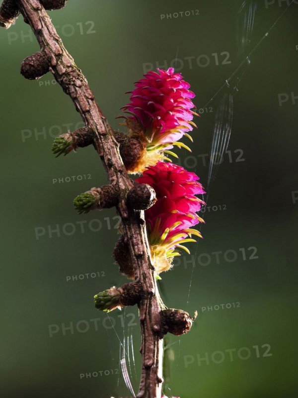 Larch (Larix decidua), female flowers on a larch branch, North Rhine-Westphalia, Germany, Europe