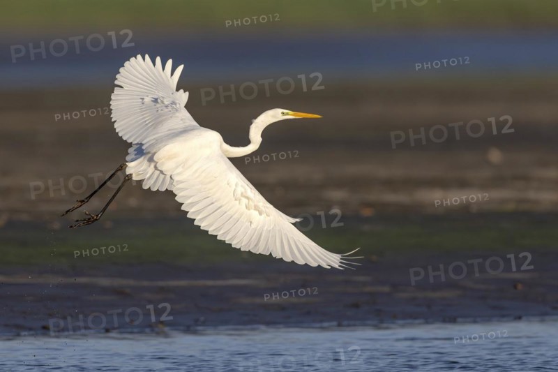 Great egret (Egretta alba), flying over a draining fish pond in search of food, Lusatia, Saxony, Germany, Europe