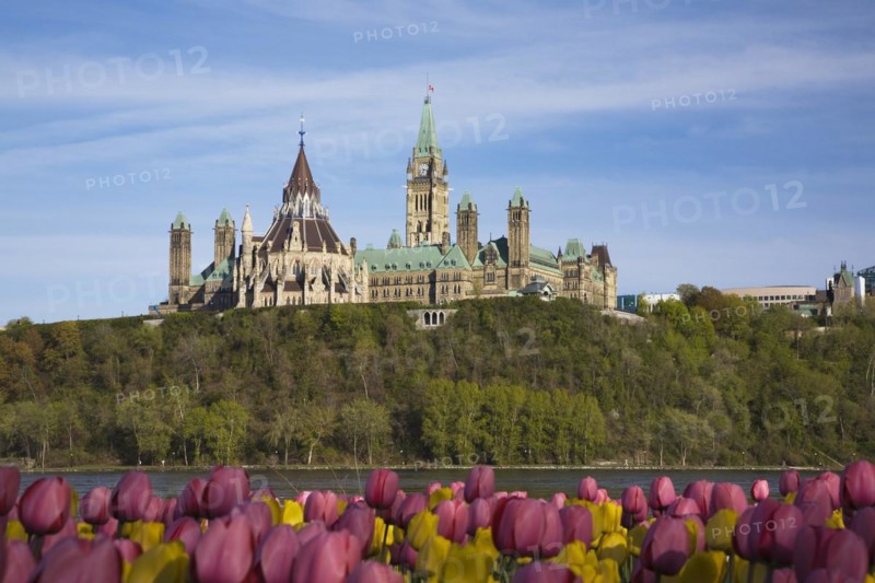 Bed of pink and yellow Tulipa, Tulips plus Canadian Parliament buildings and Ottawa river in spring, Ottawa, Ontario, Canada, North America