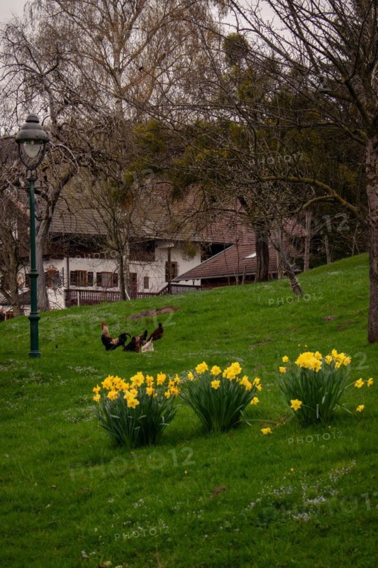 Daffodils (Narcissus) blooming in a meadow with chickens, Neubeuern, Germany, Europe
