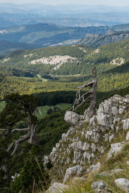 Pollino national park, Pinus heldreichii, italy