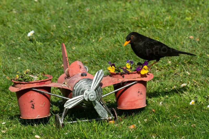 Male blackbird on aeroplane with flower pots standing in green grass looking left