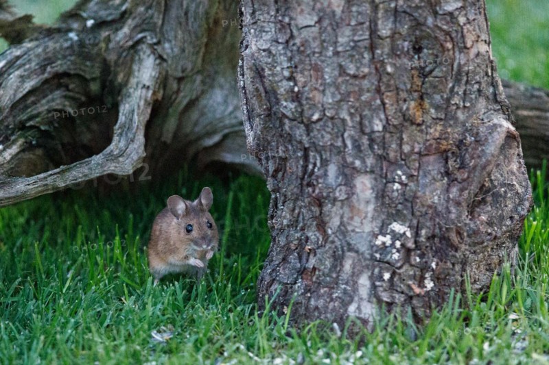 Wood mouse standing in green grass looking down next to tree root