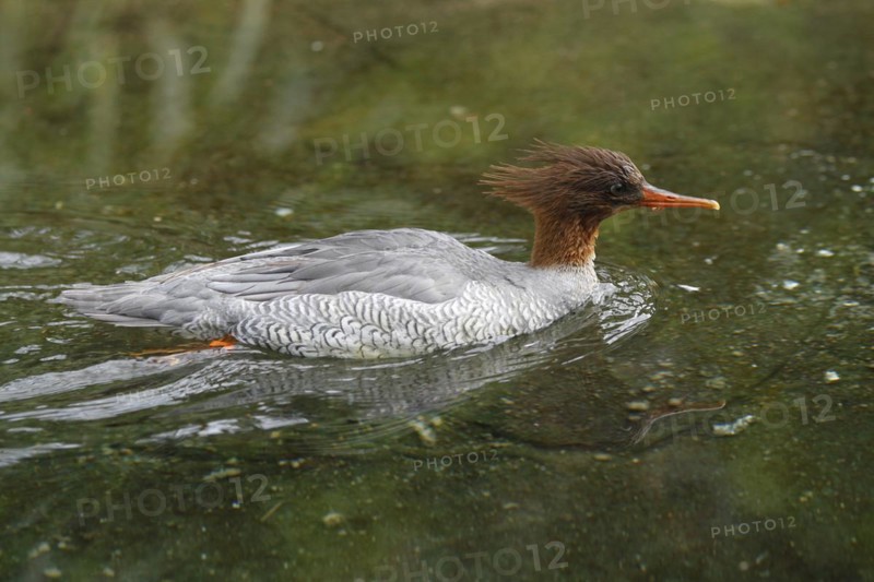 Scaly-sided merganser (Mergus squamatus), Merganser