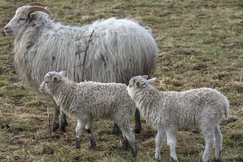 Horned moorland sheep (Ovis aries) with their lambs on the pasture, Mecklenburg-Western Pomerania, Germany, Europe