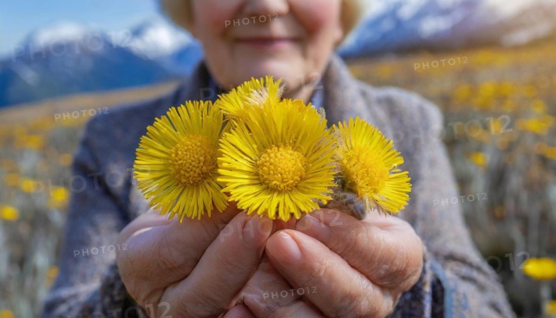 Portrait of an elderly woman holding a bunch of coltsfoot flowers in front of a mountain, medicinal plant coltsfoot, Tussilago farfara, KI generated, AI generated