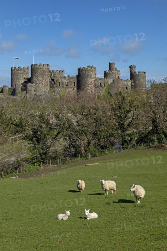 Sheep, lambs, castle, Conwy, Wales, Great Britain