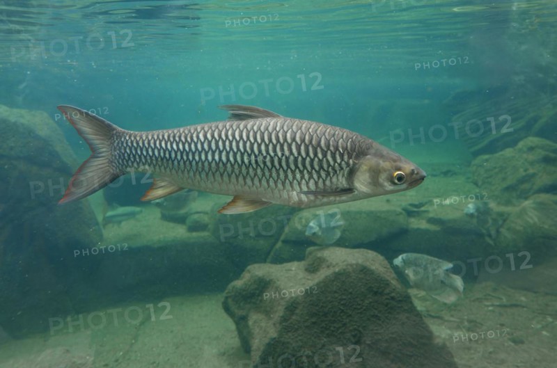 Hoven's carp (Leptobarbus hoevenii), occurring in Southeast Asia, captive