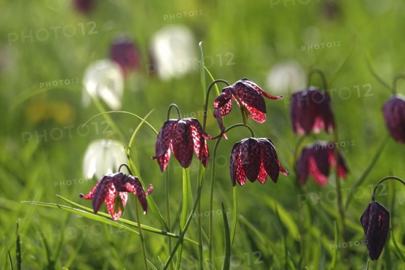 Enchanting chequerboard flowers, April, Germany, Europe