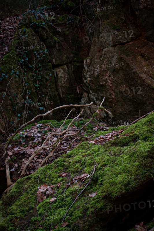 Moss-covered stone in a dark forest, Neubeuern, Germany, Europe