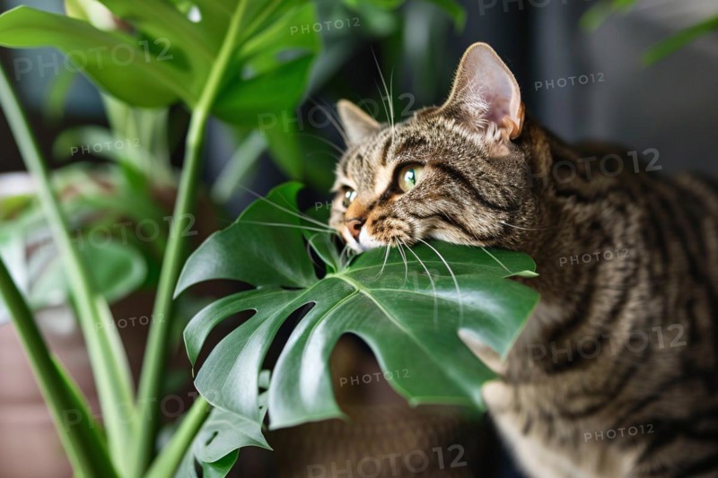 Curious cat trying to eat tropical Monstera houseplant. KI generiert, generiert, AI generated