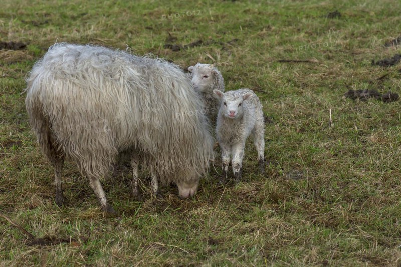 Moorland sheep (Ovis aries) with their lambs on the pasture, Mecklenburg-Western Pomerania, Germany, Europe