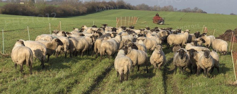Black-headed domestic sheep (Ovis gmelini aries) waiting in the pen for the new pasture, behind preparation for pasture fencing, Mecklenburg-Western Pomerania, Germany, Europe
