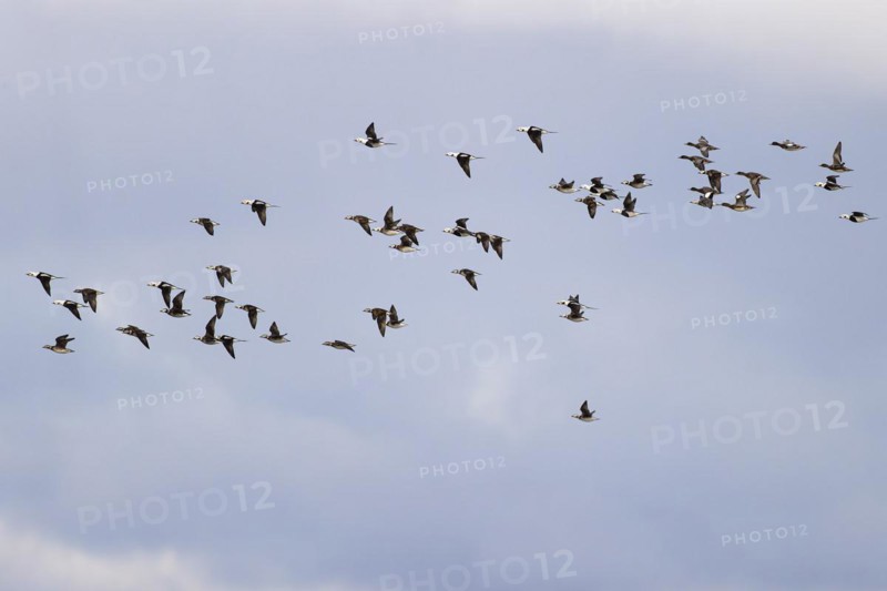 Long-tailed duck (Clangula hyemalis), small flock in flight, Laanemaa, Estonia, Europe