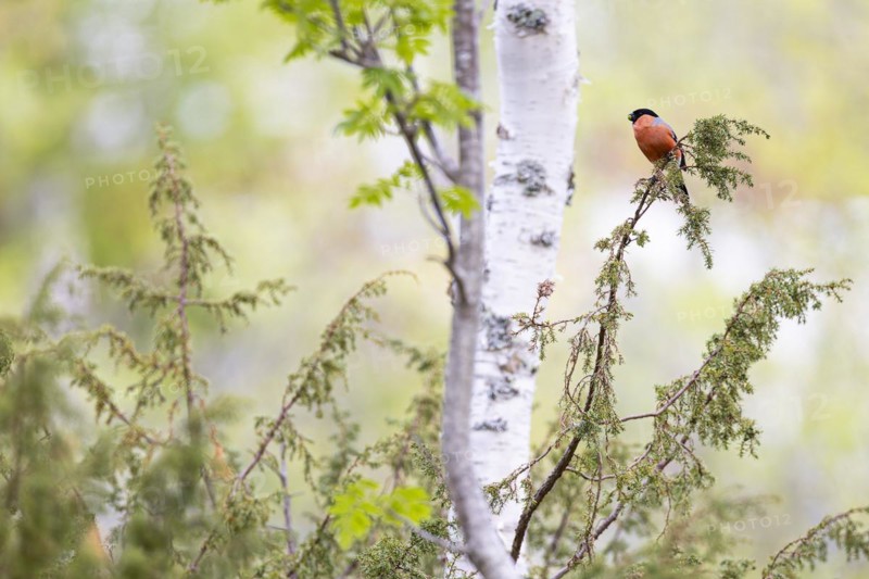 Eurasian bullfinch (Pyrrhula pyrrhula), adult male feeding, Ovre Pasvik National Park, Sor-Varanger, Finnmark, Norway, Europe