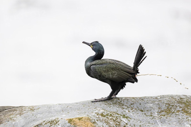 Common shag (Phalacrocorax aristotelis) defecating, Hornoya Island, Vardo, Varanger, Finnmark, Norway, Europe