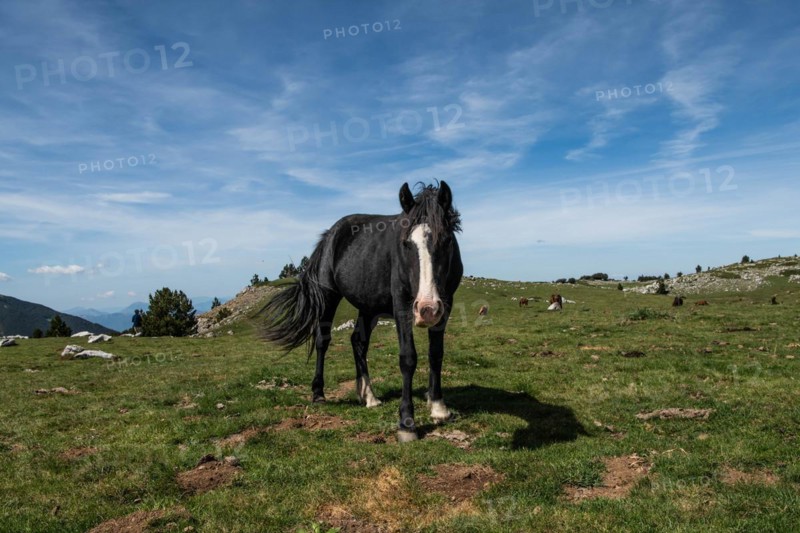 Pollino national park, Pinus heldreichii, wild horse, italy