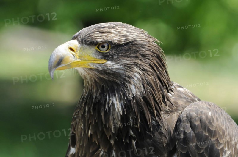 White-tailed eagle (Haliaeetus albicilla) juvenile, detailed image of a white-tailed eagle with yellow beak against a blurred green background, (captive) Fuerstenfeld Monastery, Fuerstenfeldbruck, Bavaria, Germany, Europe