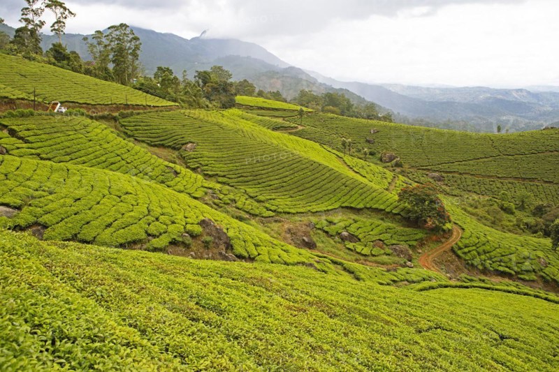 Green hills with tea plantations in Munnar, Kerala, India, Asia