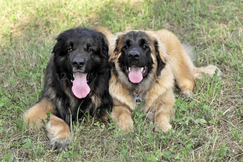 Leonberger dogs, Two Leonberger dogs sitting close to each other on a meadow, Leonberger dog, Schwaebisch Gmuend, Baden-Wuerttemberg, Germany, Europe