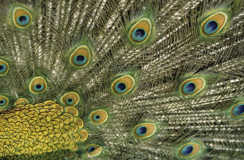 Indian peafowl (Pavo cristatus), feathers