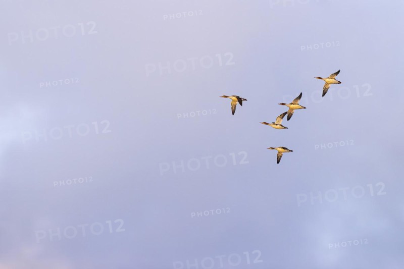 Red-breasted Merganser (Mergus serrator), small flock in flight, Laanemaa, Estonia, Europe