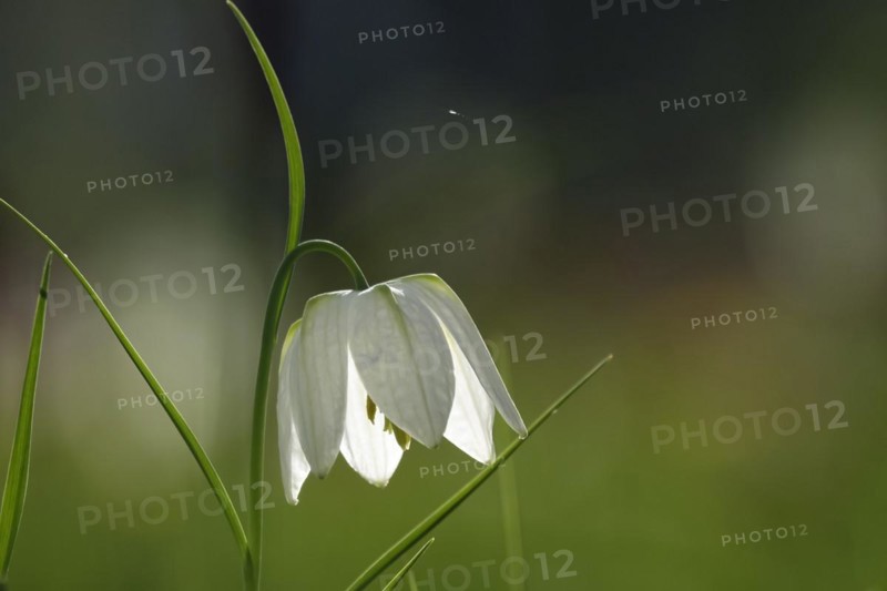Enchanting chequerboard flower, April, Germany, Europe