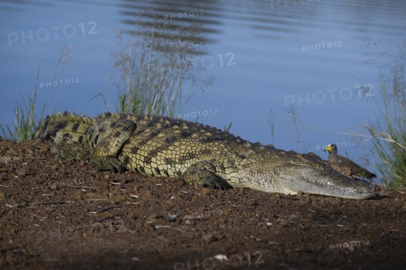 Nile crocodile (Crocodylus niloticus) Mziki Private Game Reserve, North West Province, South Africa, Africa