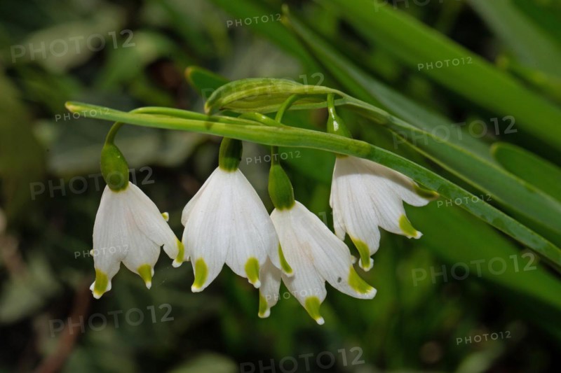 Summer knot flower green panicle with four open white flowers