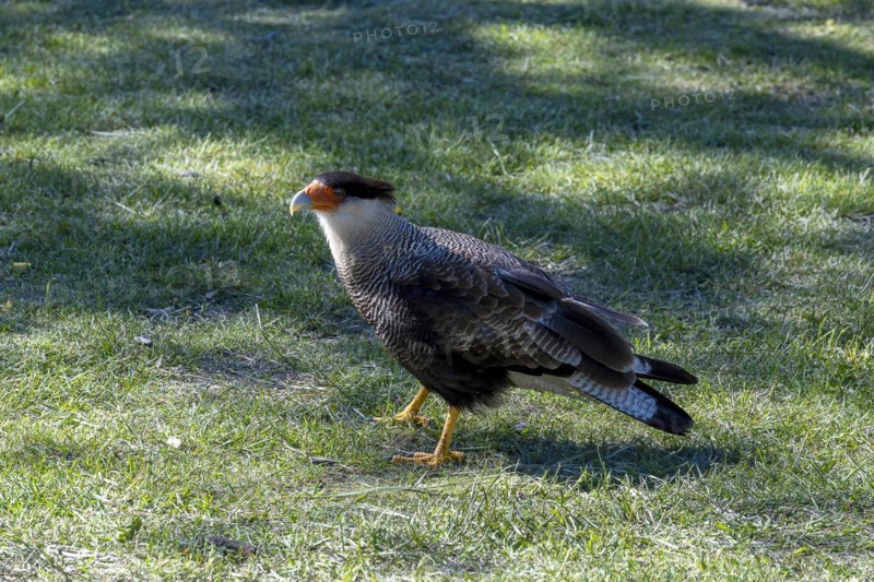 Southern crested caracara (Caracara plancus), birdlife, Lago Pehoe, Torres del Paine National Park, Parque Nacional Torres del Paine, Cordillera del Paine, Towers of the Blue Sky, Region de Magallanes y de la Antartica Chilena, Ultima Esperanza Province, UNESCO Biosphere Reserve, Patagonia, End of the World, Chile, South America