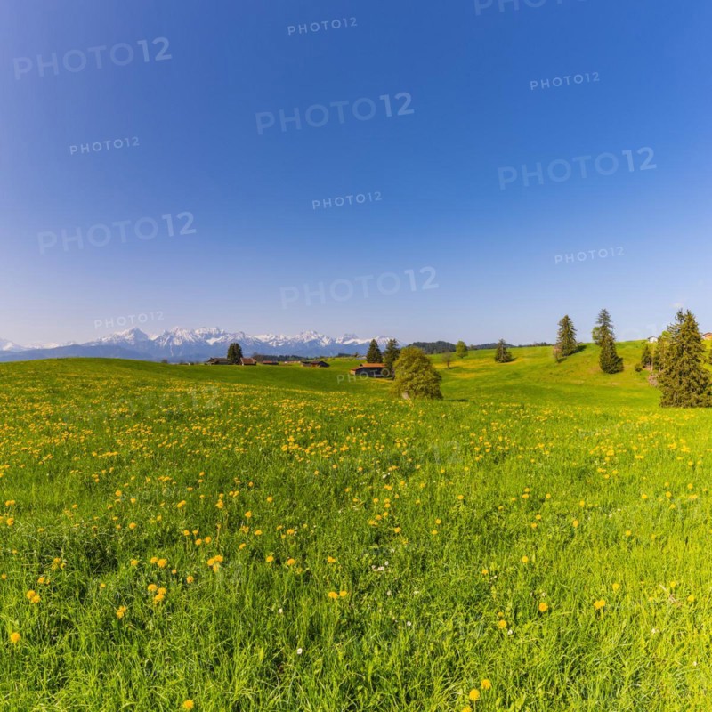 Common dandelion (Taraxacum sect. Ruderalia) in spring, meadow near Rieden am Forggensee, Ostallgaeu, Allgaeu, Bavaria, Germany, Europe