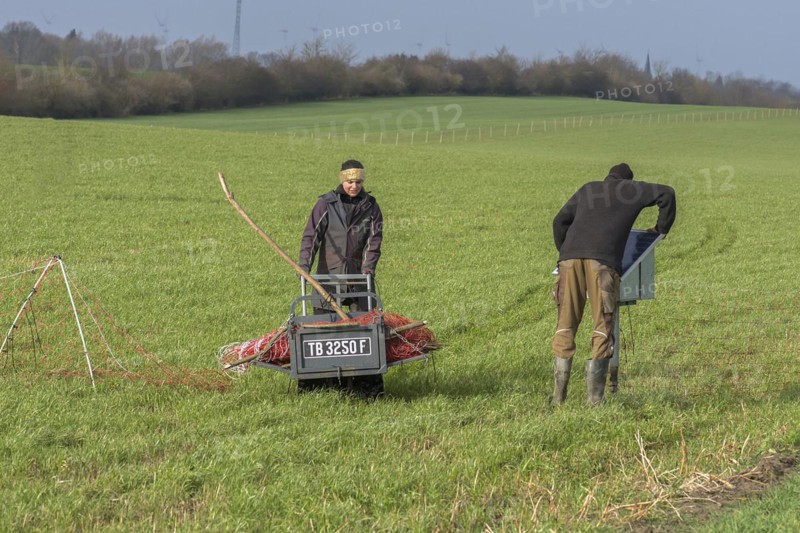Shepherd and his daughter fence a new pasture with a solar panel for the electric fence, Mecklenburg-Western Pomerania, Germany, Europe