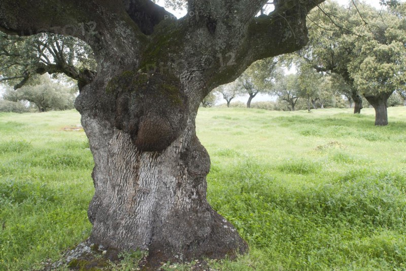 Old holm oaks (Quercus ilex), Extremadura, Spain, Europe