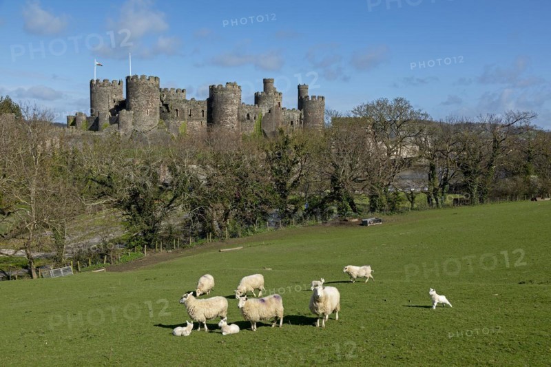 Sheep, lambs, castle, Conwy, Wales, Great Britain