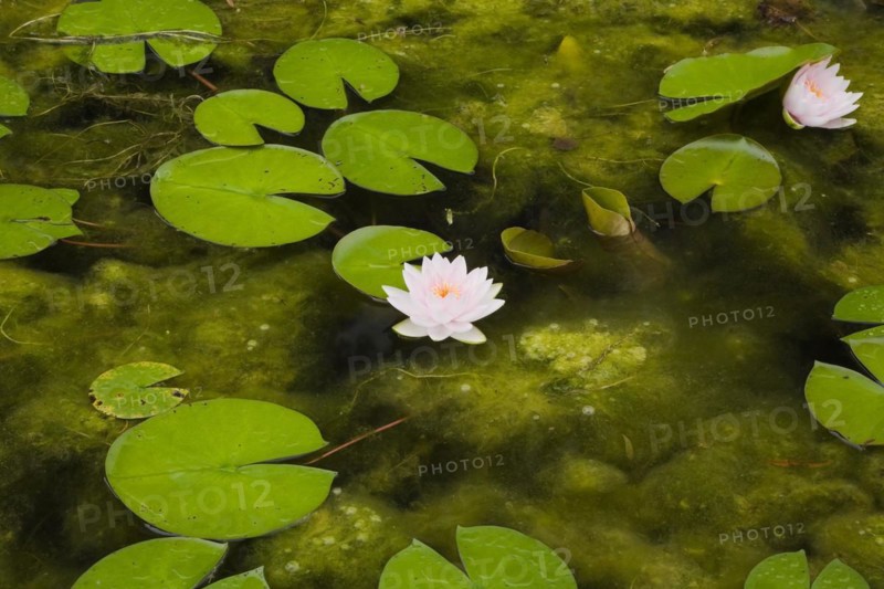 Close-up of pink and yellow Nymphaea, Waterlily flowers and green lily pads floating on surface of pond with large quantity of dense Chlorophyta, Green Algae growth in summer, Quebec, Canada, North America