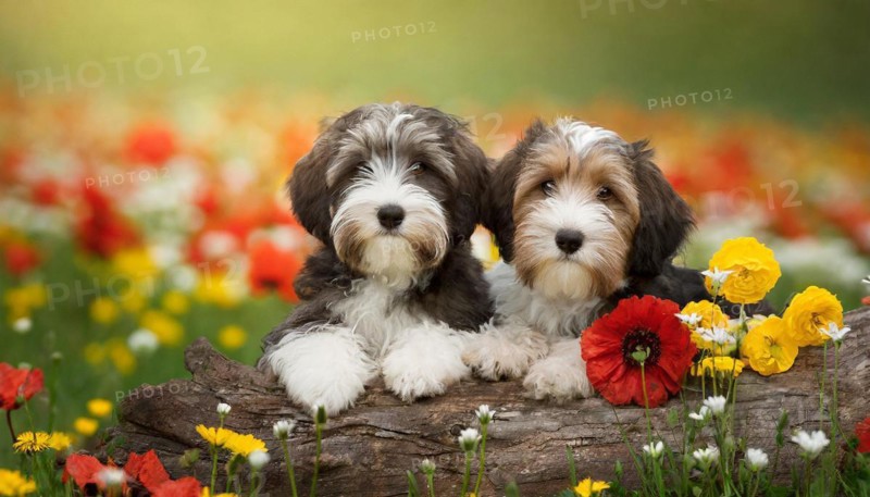 KI generated, animal, animals, mammal, mammals, bobtail, (Canis lupus familiaris), dog, dogs, bitch, dog breed from England, two puppies, flower meadow
