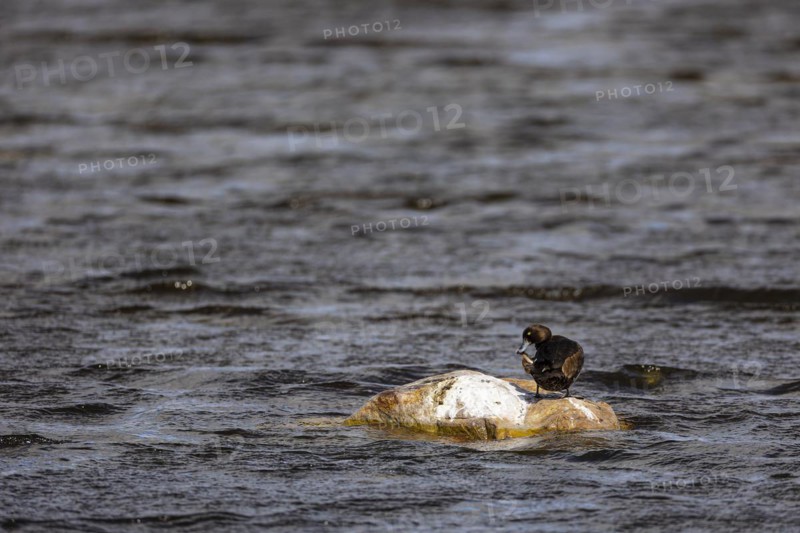 Tufted Duck (Aythya fuligula), adult female grooming on a stone in the water, Vadso, Varanger, Finnmark, Norway, Europe