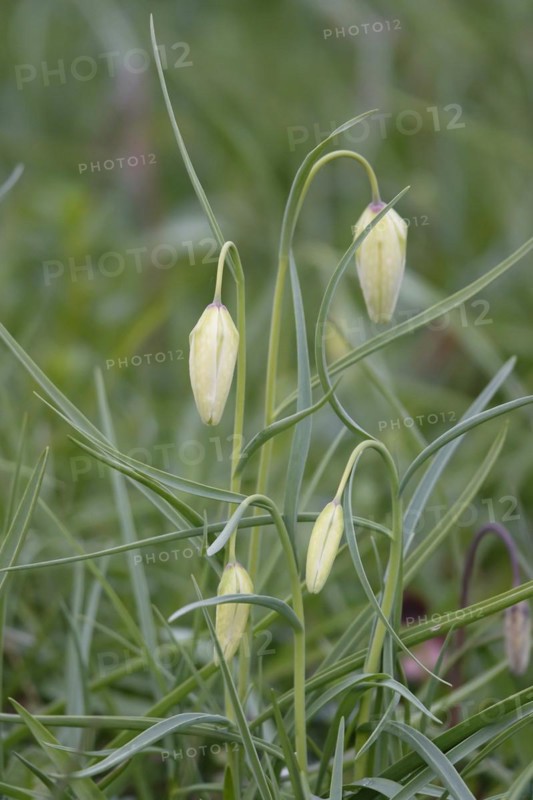 Charming chequerboard flower, spring, Germany, Europe