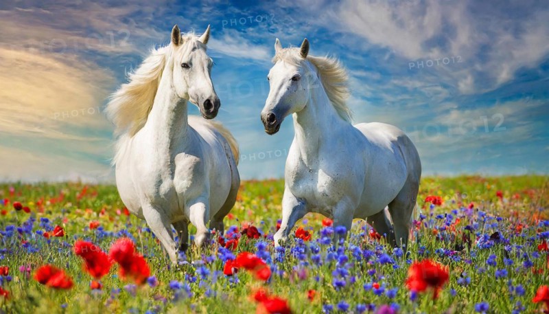 KI generated, A horse, horses, Arabian, in front of a blue sky, thoroughbred Arabian, AV, Arabian thoroughbred, (Eqqus ferus caballus), running in a meadow with colourful flowers