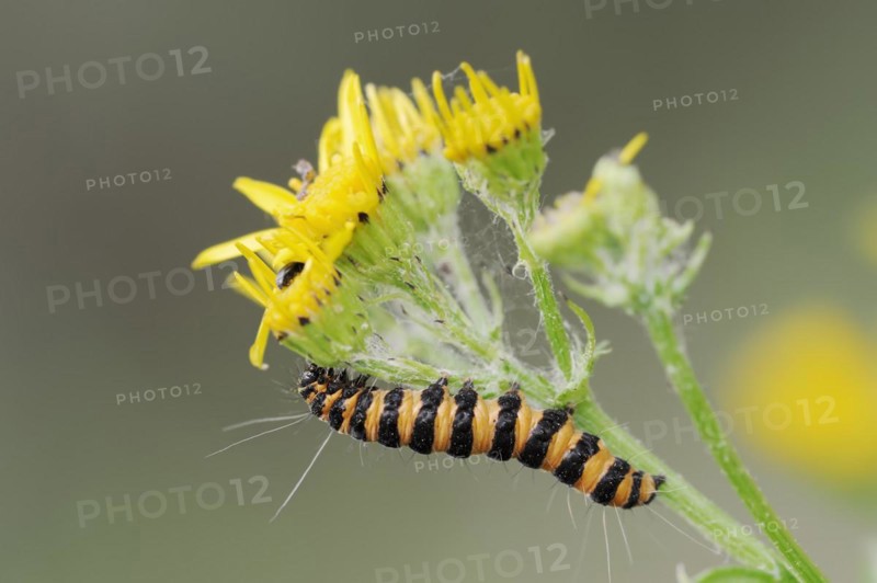 Blood bear (Tyria jacobaeae), caterpillar, North Rhine-Westphalia, Germany, Europe