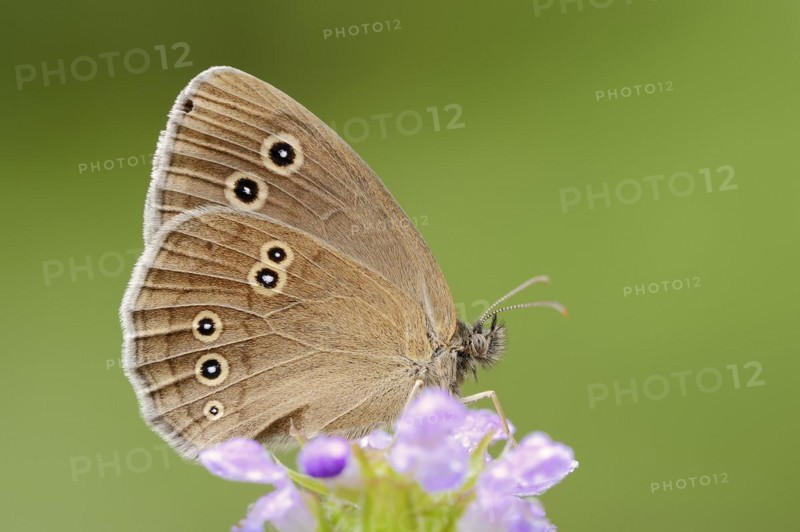 Ringlet (Aphantopus hyperantus), North Rhine-Westphalia, Germany, Europe