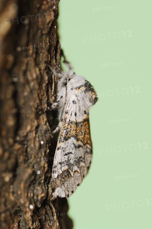 Sallow kitten moth (Furcula furcula), North Rhine-Westphalia, Germany, Europe