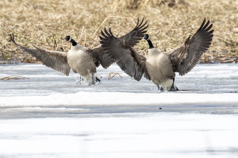 Canada geese (branta canadensis), pair landing on a frozen marsh, Lac Saint-Pierre biosphere reserve. province of Quebec. Canada,