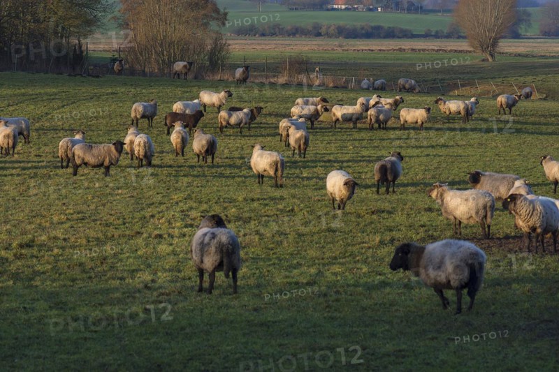 Black-headed domestic sheep (Ovis gmelini aries) on pasture, Mecklenburg-Western Pomerania, Germany, Europe