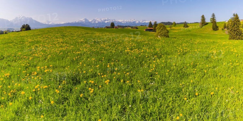 Common dandelion (Taraxacum sect. Ruderalia) in spring, meadow near Rieden am Forggensee, Ostallgaeu, Allgaeu, Bavaria, Germany, Europe