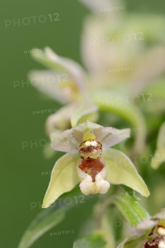 Broad-leaved helleborine or broad-leaved marsh orchid (Epipactis helleborine), flower, North Rhine-Westphalia, Germany, Europe